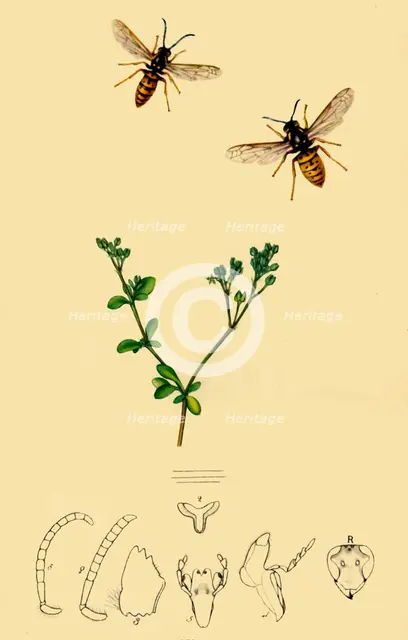 'Anchor-Faced Wasp: Vespa rufa', 1839, (1945). Creator: John Curtis.