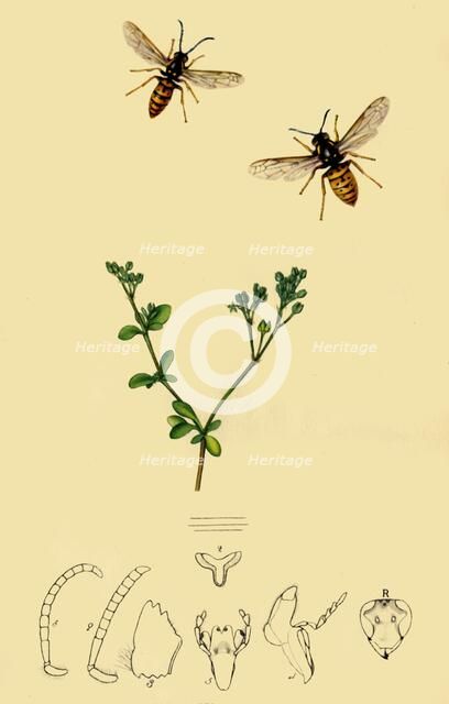 'Anchor-Faced Wasp: Vespa rufa', 1839, (1945). Creator: John Curtis.