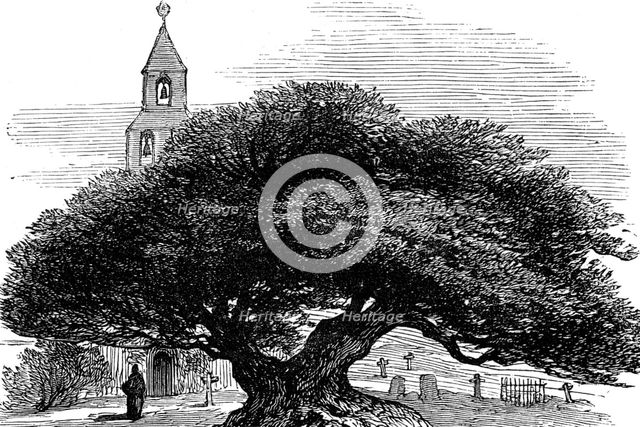 Ancient yew in Buckland Churchyard, Kent, 1880. Creator: Unknown.