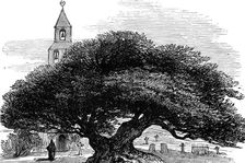 Ancient yew in Buckland Churchyard, Kent, 1880. Creator: Unknown