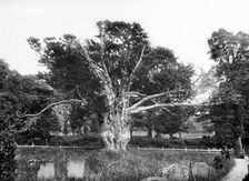 Ancient yew tree, Aldworth, Berkshire, 1895. Artist: Henry Taunt