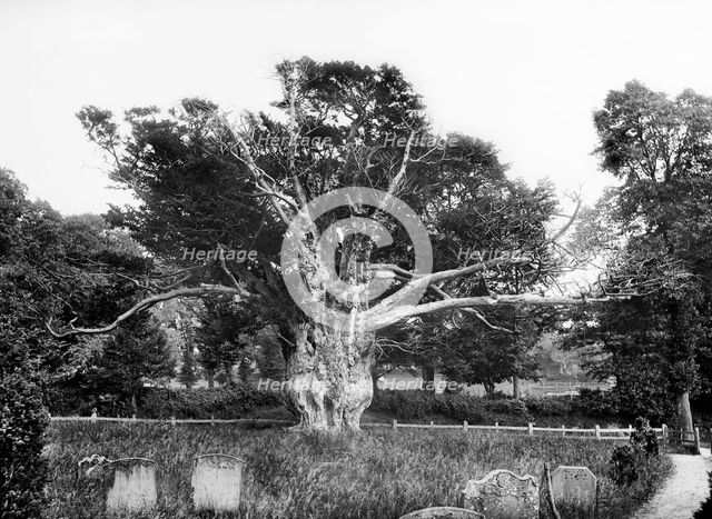 Ancient yew tree, Aldworth, Berkshire, 1895. Artist: Henry Taunt.