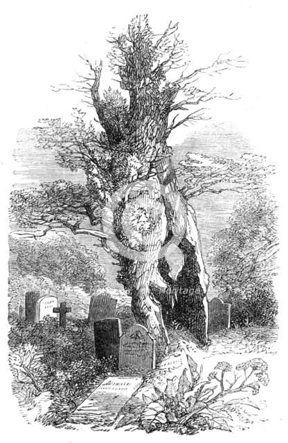Ancient yew-tree at Palmerston, 1864. Creator: Unknown.