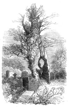 Ancient yew-tree at Palmerston, 1864. Creator: Unknown