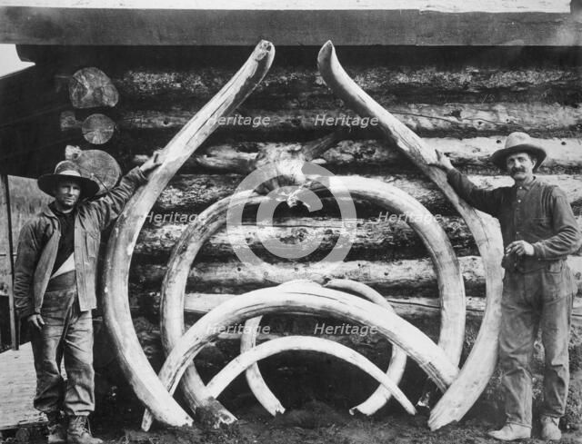 Ancient bones of mastodons, between c1900 and c1930. Creator: Unknown.