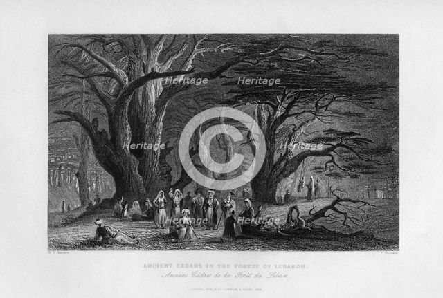 'Ancient Cedars in the Forest of Lebanon', 1841. Artist: J Redaway