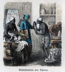Ancient History. Egypt. Embalming of animals. German engraving, 1865