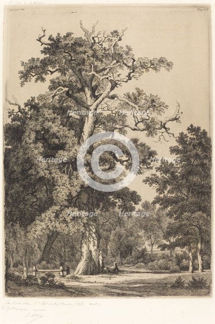 Ancient Oak in the Bois de Boulogne, 1855. Creator: Eugene Blery.