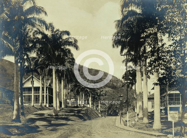 Ancon Hospital grounds, Panama: street with wooden buildings lined with palm trees, c1910. Creator: Unknown.