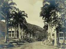 Ancon Hospital grounds, Panama: street with wooden buildings lined with palm trees, c1910. Creator: Unknown
