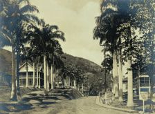 Ancon Hospital grounds, Panama: street with wooden buildings lined with palm trees, c1910. Creator: Unknown