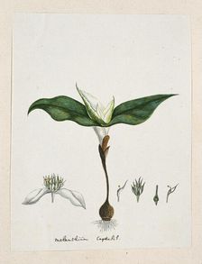 Androcymbium capense (L.) Krause., 1777-1786. Creator: Robert Jacob Gordon