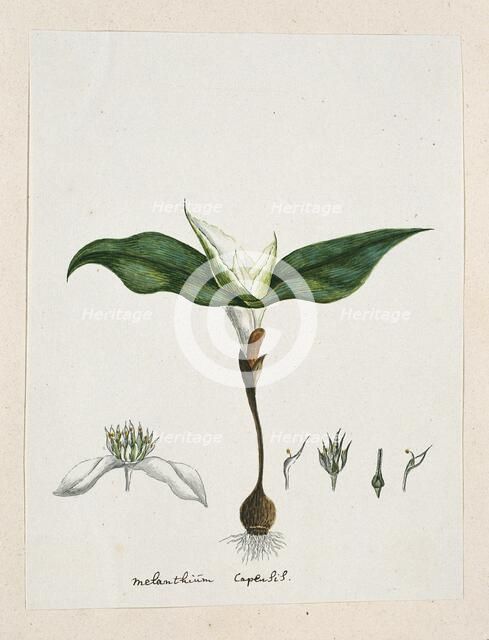 Androcymbium capense (L.) Krause., 1777-1786. Creator: Robert Jacob Gordon.