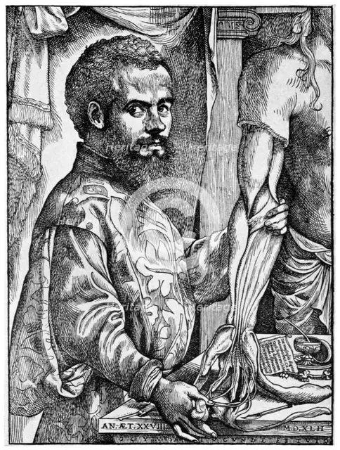 Andreas Vesalius, 16th century Flemish anatomist, 1954. Artist: Unknown