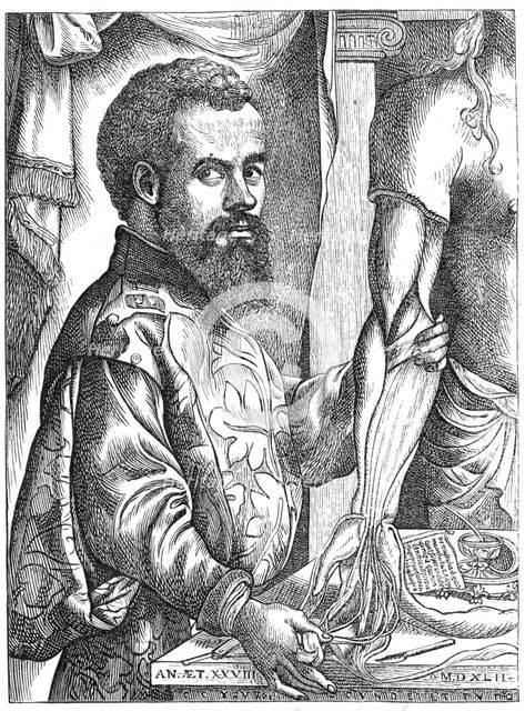 Andreas Vesalius, 16th century Flemish anatomist. Creator: Unknown.