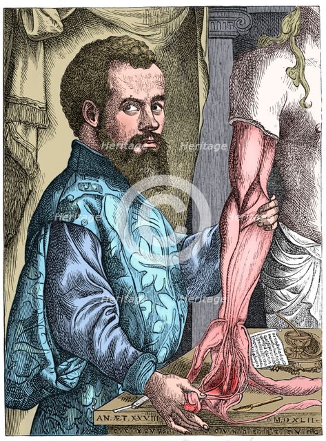 Andreas Vesalius, 16th century Flemish anatomist. Artist: Unknown.