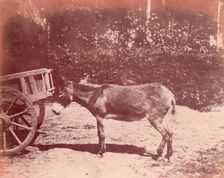 Ane attaché à une charette, 1850-53. Creator: Unknown