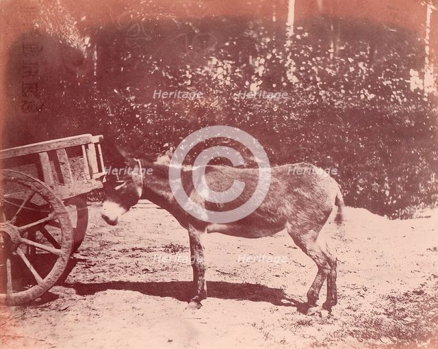 Ane attaché à une charette, 1850-53. Creator: Unknown.