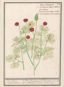 Anemone, 1596-1610. Creators: Anselmus de Boodt, Elias Verhulst