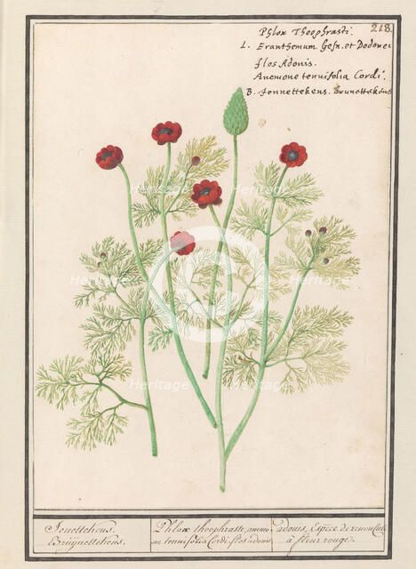 Anemone, 1596-1610.  Creators: Anselmus de Boodt, Elias Verhulst.