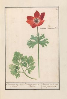 Anemone, 1596-1610. Creators: Anselmus de Boodt, Elias Verhulst
