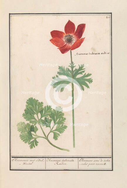 Anemone, 1596-1610.  Creators: Anselmus de Boodt, Elias Verhulst.