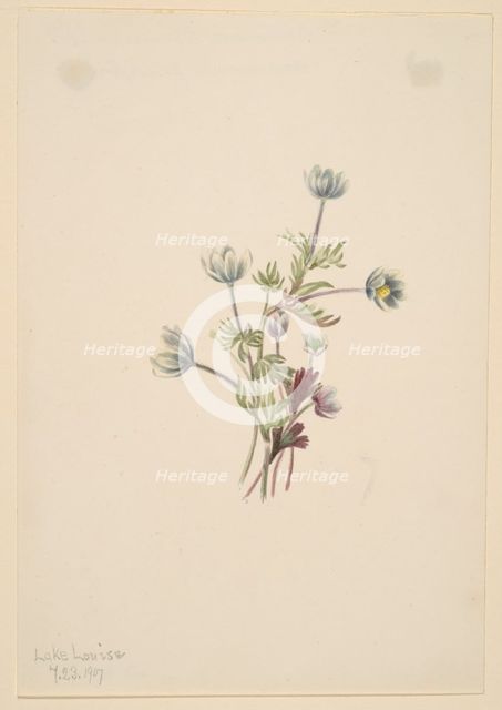 Anemone (Anemone drummondii), 1907. Creator: Mary Vaux Walcott.