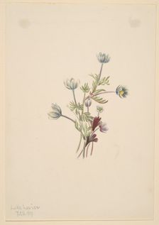 Anemone (Anemone drummondii), 1907. Creator: Mary Vaux Walcott