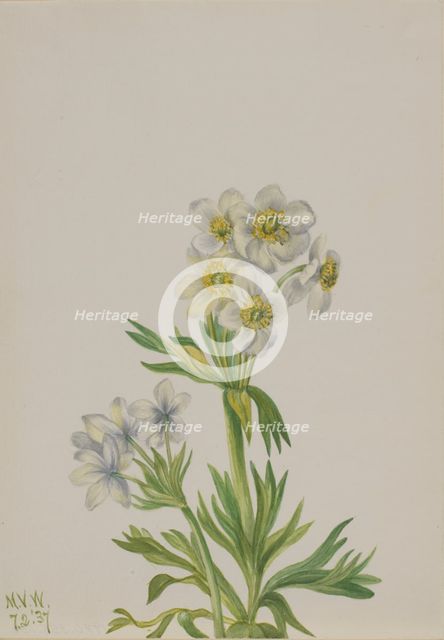 Anemone (Anemone zephyra), 1937. Creator: Mary Vaux Walcott.