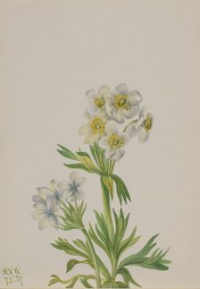 Anemone (Anemone zephyra), 1937. Creator: Mary Vaux Walcott