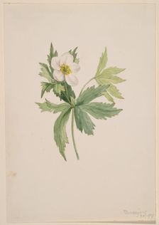 Anemone canadensis, 1907. Creator: Mary Vaux Walcott