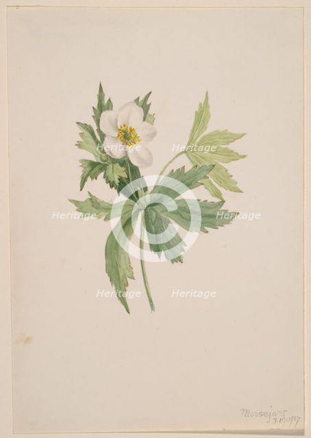 Anemone canadensis, 1907. Creator: Mary Vaux Walcott.
