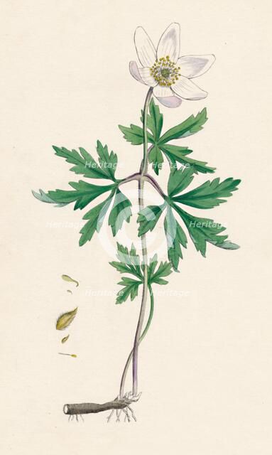 'Anemone nemorosa. Wood anemone', 19th Century. Artist: Unknown.