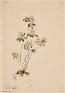 Anemonella (Syndesmon thalictroides), 1917. Creator: Mary Vaux Walcott