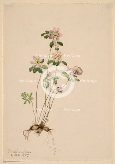 Anemonella (Syndesmon thalictroides), 1917. Creator: Mary Vaux Walcott.