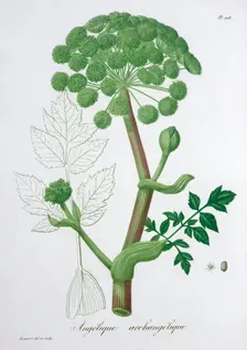 Angelica Archangelica (Garden Angelica), 1821. Creator: LFJ Hoquart