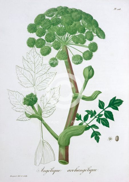 Angelica Archangelica (Garden Angelica), 1821. Creator: LFJ Hoquart.