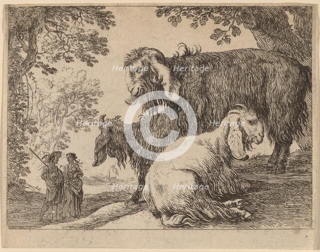 Angora Sheep. Creator: Herman van Swanevelt.