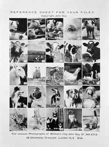 Animal montage, 1970. Artist: John Gay