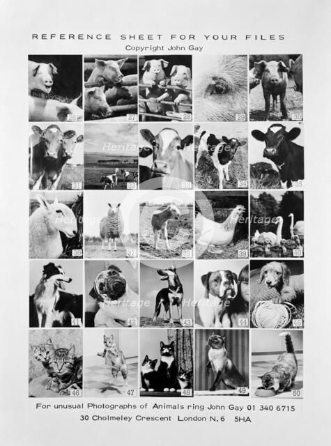 Animal montage, 1970. Artist: John Gay.