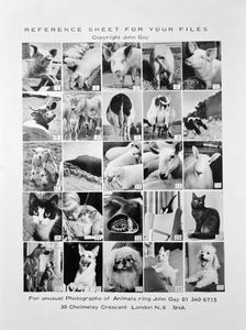 Animal montage, 1970. Artist: John Gay