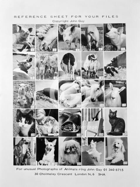 Animal montage, 1970. Artist: John Gay.