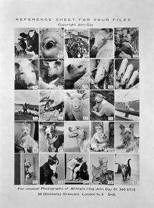 Animal montage, 1970. Artist: John Gay