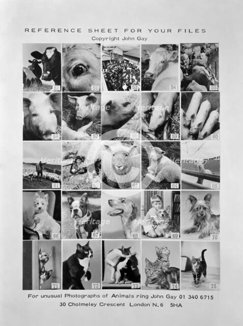 Animal montage, 1970. Artist: John Gay.