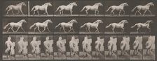 Animal Locomotion. An Electro-Photographic Investigation of Consecutive Phases of Animal ..., 1880s. Creator: Eadweard J Muybridge