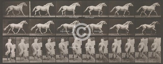 Animal Locomotion. An Electro-Photographic Investigation of Consecutive Phases of Animal ..., 1880s. Creator: Eadweard J Muybridge.