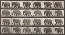 Animal Locomotion. An Electro-Photographic Investigation of Consecutive Phases of Animal ..., 1880s. Creator: Eadweard J Muybridge