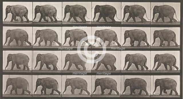 Animal Locomotion. An Electro-Photographic Investigation of Consecutive Phases of Animal ..., 1880s. Creator: Eadweard J Muybridge.