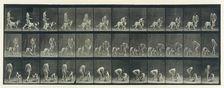 Animal Locomotion. An Electro-Photographic Investigation of Consecutive Phases of Animal ..., 1880s. Creator: Eadweard J Muybridge