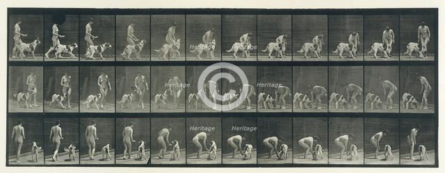 Animal Locomotion. An Electro-Photographic Investigation of Consecutive Phases of Animal ..., 1880s. Creator: Eadweard J Muybridge.